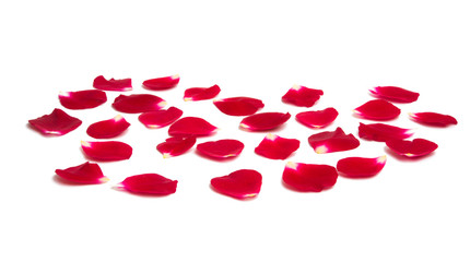 rose petals isolated