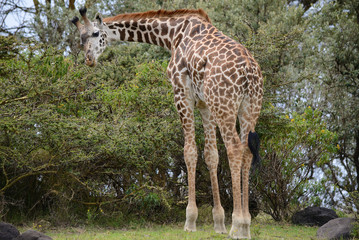 giraffe on Kilimanjaro mount background in National park of Kenya, Africa