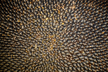 ripe sunflower on the field