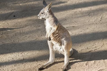 Photo sur Aluminium Kangourou red kangaroo joey