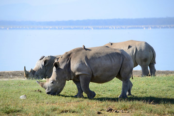 Obraz premium A close up photo of an endangered white rhino / rhinoceros face,horn and eye. South Africa