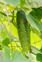 A ripe cucumber is in garden
