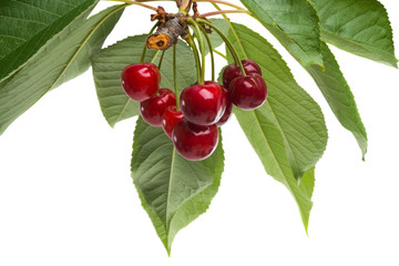 cherries isolated