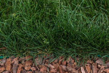 landscape design exterior concept of creative shot big sawdust and green grass background texture from above with empty copy space for your text