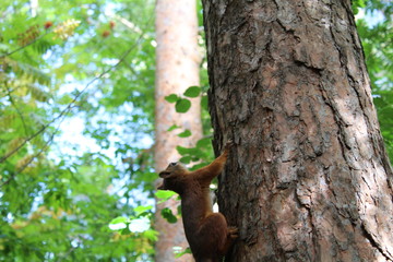 Photo squirrels in a summer Park on a tree.