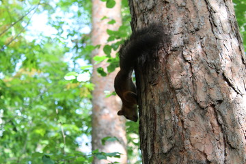 Photo squirrels in a summer Park on a tree.