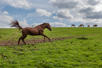 aufgeregtes Pferd galoppiert auf der Koppel zur Herde