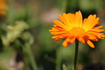 Naturheilkunde - Ringelblume