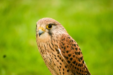 Falcons