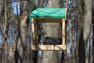 Birdfeeder