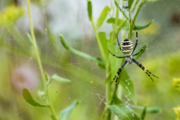 Spider