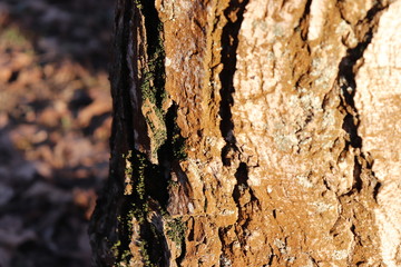 bark of a tree