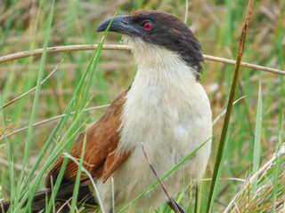 African bird Burchells coucal, Botswana