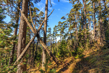 Fototapeta premium Scenic landscape of sunny autumn coniferous forest of pine trees on blue sky background. West Caucasus mountains