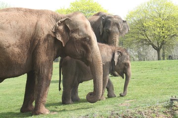 Elephant family