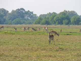 African impala, aerpyceros melampus, Botswana