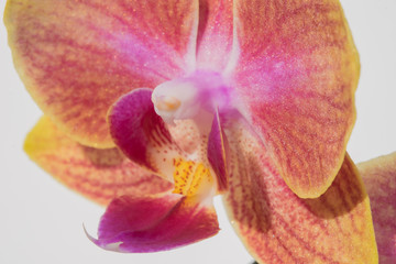 Fototapeta na wymiar Orchid yellow-violet flower, detail on white background