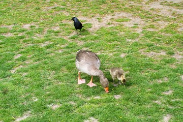 Kansas gosling goose