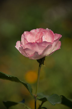 FLOWERS - rose
