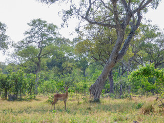 Fototapeta na wymiar African impala, aerpyceros melampus, Botswana