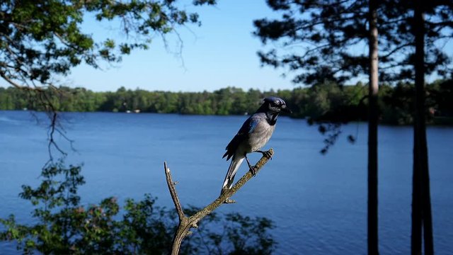 Bird chased away by another bird.