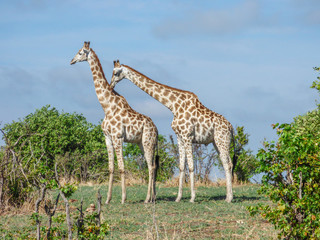 Safari theme, African Giraffes in natural habitat