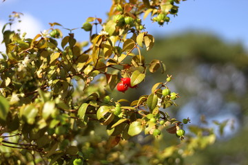 Pitanga tree Eugenia uniflora in the garden