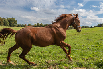 Galopp auf der Koppel