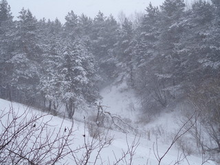 winter landscape with trees and snow