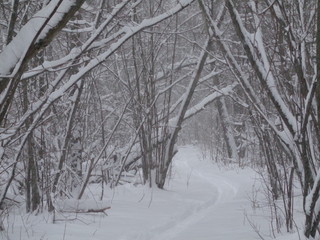 road in winter forest