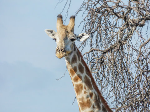 Safari theme, African Giraffe detailed in natural habitat