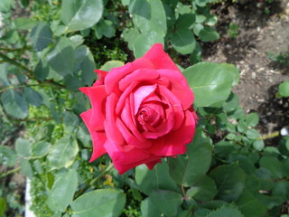pink rose in garden