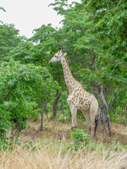 Safari theme, African Giraffe in natural habitat