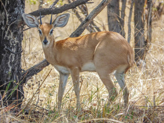 Naklejka na ściany i meble Safari theme, African antelope, Botswana