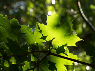 Green leafs with sunshine
