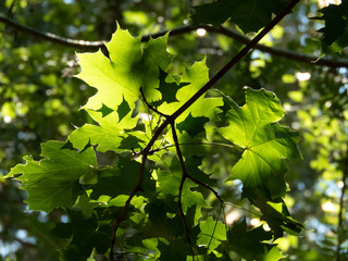 Sun shining on green leafs