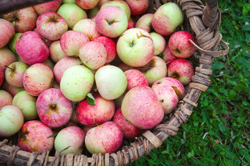 apples in basket on grass