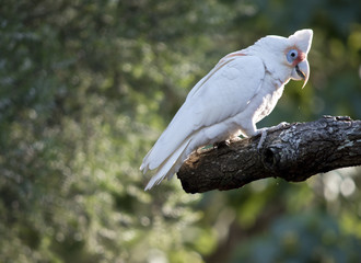 long billed corella