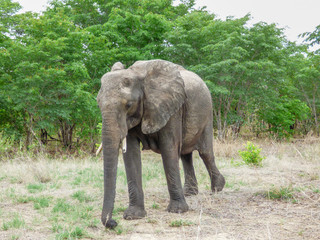 Fototapeta na wymiar African elephant in natural habitat, Botswana