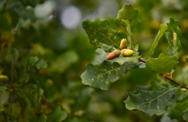 acorns on a tree with leaves
