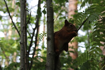 Photo squirrels in a summer Park on a tree.
