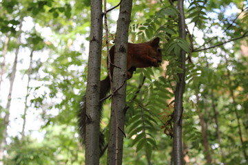 Photo squirrels in a summer Park on a tree.