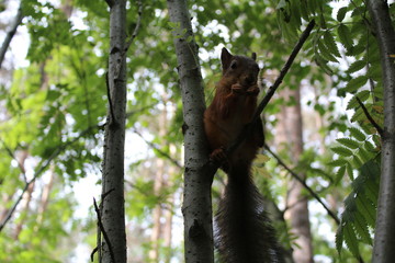 Photo squirrels in a summer Park on a tree.