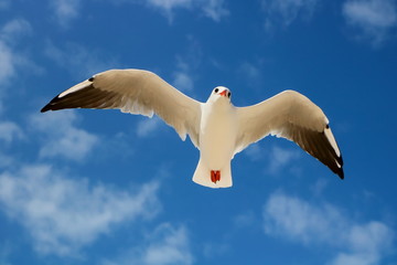 seagull in the blue sky