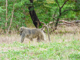 African primate Baboon, Botswana