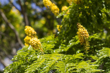 Tree yellow flower