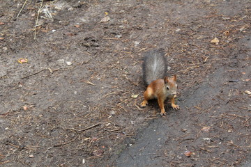 Photo squirrels in the summer Park.