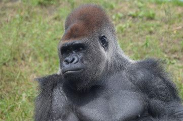 Western lowland gorilla