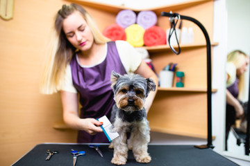 Female groomer brushing Yorkshire terrier at grooming salon.