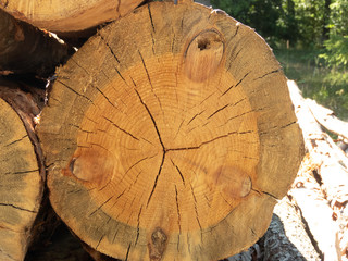 cross section of trunk of tree